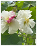 Hibiscus mutabilis Cotton Rose Double Multicolor Seeds