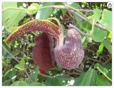 Aristolochia galeata | Dutchman's Pipe | Seeds