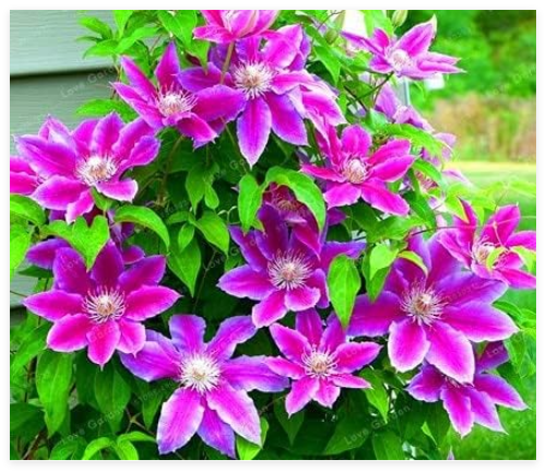 Clematis Flower Clematis Vines Seed Flower Perennial Flowers Climbing Clematis Plants for Home Garden - (Color: 12)