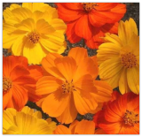 Sulphur Cosmos Bright Lights Seeds Mix-Non GMO