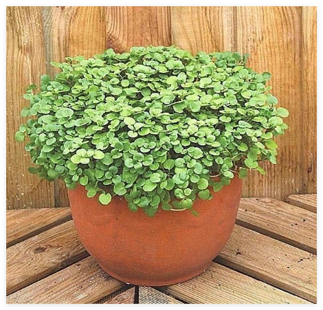 Watercress Seeds Organic Sprouts Indoors Container Shade Garden Herb