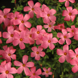 Oxalis 'Australian Wine Red' Flowering Bulbs | Winter-Blooming, Compact, Magenta Flowering Bulbs for Pots & Gardens
