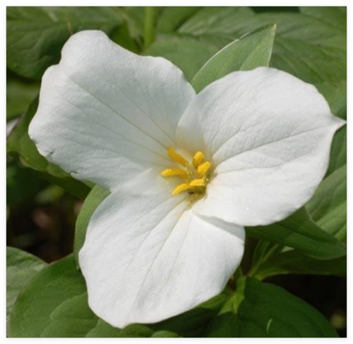 White Trillium Bulbs