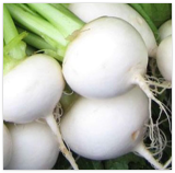 White Turnip Seeds Snowball Heirloom, Non-GMO