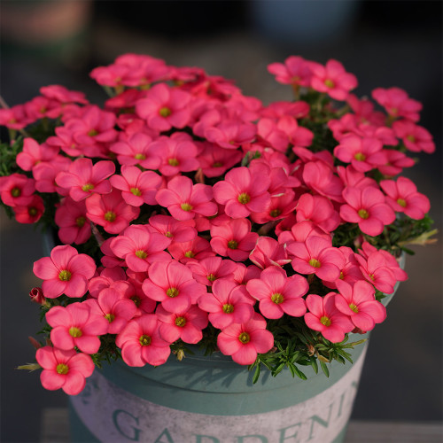 Oxalis 'Hirta Blood Moon' Bulbs | Easy-to-Grow, Deep Crimson Winter-Blooming Flowers for Pots & Rock Gardens