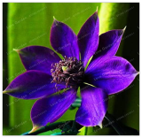 Clematis Flower Clematis Vines Seed Flower Perennial Flowers Climbing Clematis Plants for Home Garden - (Color: 16)