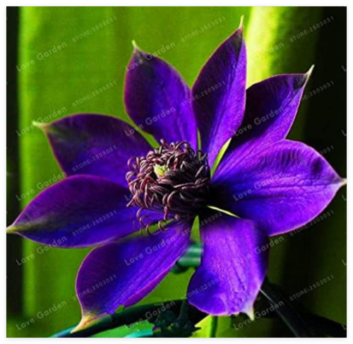Clematis Flower Clematis Vines Seed Flower Perennial Flowers Climbing Clematis Plants for Home Garden - (Color: 16)