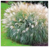 Silver Morning Light Maiden Grass Miscanthus Organic
