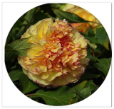 Paeonia Lactiflora Seed Heirloom Tree Peony Plant Hardy Perennial Seed Plant Home Garden Potted Flowers - (Color: 8)