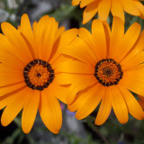 Mixed Colors Namaqualand Daisy Seeds – Dimorphotheca sinuata, Annual Biennial for Rock Gardens & Containers