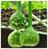Dipper Gourd Seeds. Organic. USA Seeds