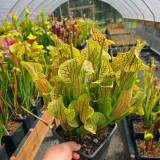Carnivorous Plants Mixed Seeds - Sarracenia Pitcher Plant Perennial Evergreen, Colorful Spotted Veined Leaves, Easy Grow