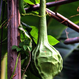 Crane Head Gourd Seeds – Unique Shape, Easy to Grow, Strong Ornamental Appeal, Perfect for Home Gardening Enthusiasts