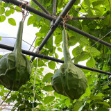 Crane Head Gourd Seeds – Unique Shape, Easy to Grow, Strong Ornamental Appeal, Perfect for Home Gardening Enthusiasts