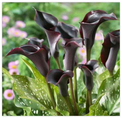 Black Hero Calla Lily Bulb | Large Size Bulbs | Packaged Planting Guide