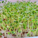 Broccoli Sprouting Seeds – Tender & Crisp, Mild Radish Pungency, High in Sulforaphane, for Salads or Stir-Fry