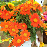 Mexican Sunflower Seeds | Tithonia rotundifolia, Ornamental Flower, Orange-Red Blooms, Sturdy Stems for Gardens