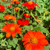 Mexican Sunflower Seeds | Tithonia rotundifolia, Ornamental Flower, Orange-Red Blooms, Sturdy Stems for Gardens