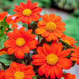 Mexican Sunflower Seeds | Tithonia rotundifolia, Ornamental Flower, Orange-Red Blooms, Sturdy Stems for Gardens