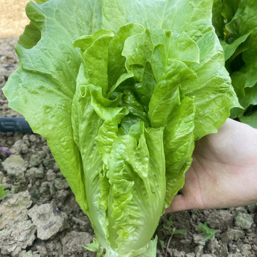 Italian Lettuce Seeds – Semi-Heading, Compact, Fast Growing, Long Harvest, Crisp & Sweet