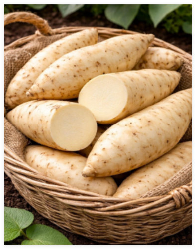 White Sweet Potato Slips for Planting | Creamy White Flesh Variety