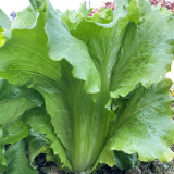 Italian Lettuce Seeds – Semi-Heading, Compact, Fast Growing, Long Harvest, Crisp & Sweet