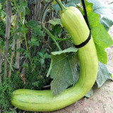 Giant Kan Gua Squash Seeds | Tender Flesh, Cut & Eat Anytime, Cuts Heal Fast for Continuous Harvest