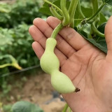 Ant Belly Gourd Seeds – Unique Ant-Shaped Variety, Easy to Grow, Highly Adaptable, Perfect for Hand Play & Collection