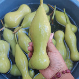 'Ben Zhang' Gourd Seeds – Naturally Grown Variety, Easy to Grow, Multi-Purpose, Perfect for Home Gardeners