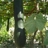 Giant Kan Gua Squash Seeds | Tender Flesh, Cut & Eat Anytime, Cuts Heal Fast for Continuous Harvest