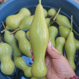 'Ben Zhang' Gourd Seeds – Naturally Grown Variety, Easy to Grow, Multi-Purpose, Perfect for Home Gardeners