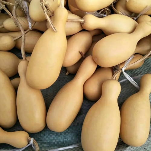 Flower Bottle Gourd Seeds – Ornamental Annual Vine, Sun-Loving, Easy to Grow, High Ornamental & Collectible Value