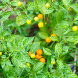 Aji Charapita