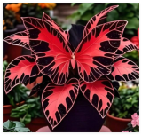 Butterfly Lily Seeds for Courtyard Planting, Drought-Resistant, Cold