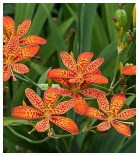 Organic BlackBerry Leopard Lily Seeds Perennial Beautiful Orange Flowers Rare