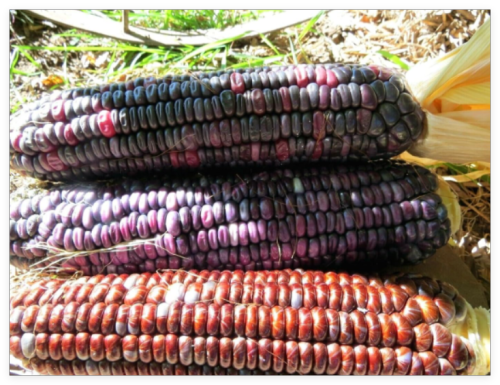 Santo Domingo Dent Seeds - Excellent for cornmeal and Posole