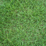 Kentucky Bluegrass Seeds – Poa pratensis, Dense Neat Lawn, Trampling Resistant for Sports Fields Golf Courses