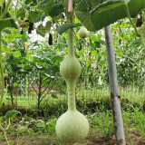 Wild Goose Neck Gourd Seeds – Premium ornamental variety, easy to grow, unique appearance, suitable for all growers