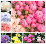 Bonsai Rare Chinese Peony Planting Greenery Flowers Outdoor Terrace Courtyard Paeonia Flower for Home Garden Decoration
