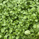 Watercress Seeds | Crisp, Tender & Sweet Leaves, Fast-Growing Aquatic Herb, Nutrient-Rich Vegetable