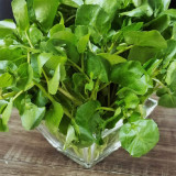 Watercress Seeds | Crisp, Tender & Sweet Leaves, Fast-Growing Aquatic Herb, Nutrient-Rich Vegetable
