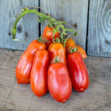 Ten Fingers of Naples Tomato Seeds | Solanum lycopersicum, Finger-Shaped, High Yield for Small Space Planting