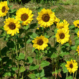 Vincent Yuzu-colored Sunflower Seeds - Unique flower color, easy to plant and maintain, suitable for all gardeners