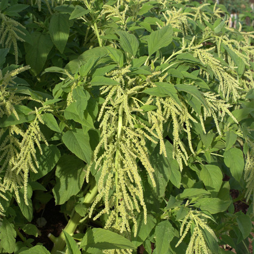 Green Love-lies-bleeding Flower Seeds – Amaranthus caudatus, Drooping Whip-Shaped Blooms for Cut Flowers & Borders