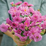 Double Pink Cosmos Seeds – Pink Fully Double Blooms, Peony-Like Annual Flower for Garden & Cut Blooms