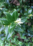 Sweet Box Sarcococca Ruscifolia Roots – Highly Fragrant Winter Bloom