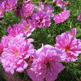Double Pink Cosmos Seeds – Pink Fully Double Blooms, Peony-Like Annual Flower for Garden & Cut Blooms