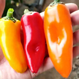Capsicum annuum 'Fruit Sweet Pepper' Seeds | Non-Spicy Crunchy Raw Edible Pepper