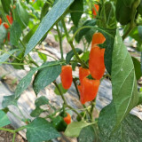 Capsicum annuum 'Fruit Sweet Pepper' Seeds | Non-Spicy Crunchy Raw Edible Pepper