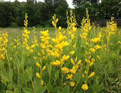 Yellow False Indigo (Baptisia) Seeds –  Perennial Wildflower